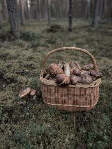 Korg placerad på mossa i skogen fylld med matsutake.