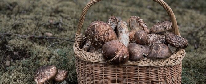 Korg placerad på mossa i skogen fylld med matsutake.